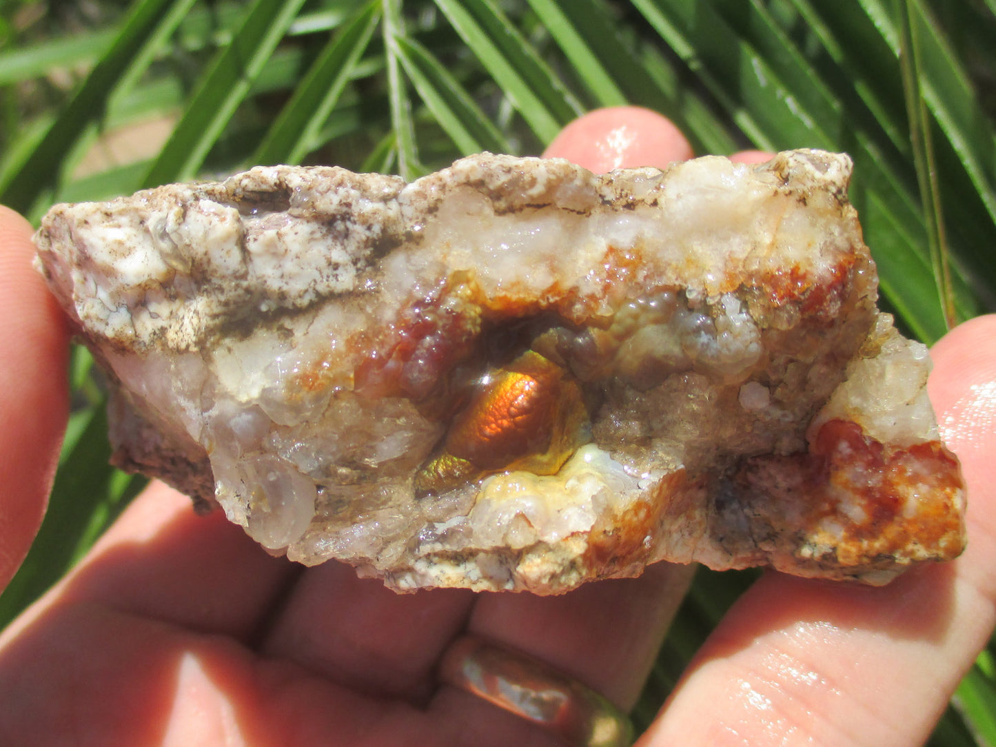 Deer Creek Fire Agate Gemstone Mineral Specimen held in hand with green leaves in the background