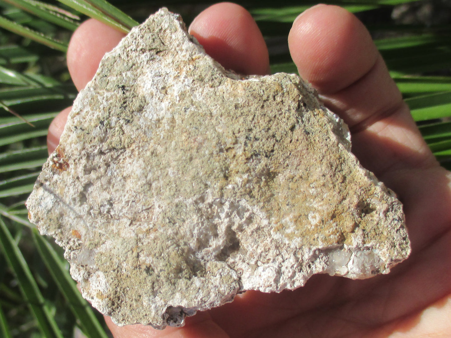 Hand holding a rough-textured rock with a green leafy background