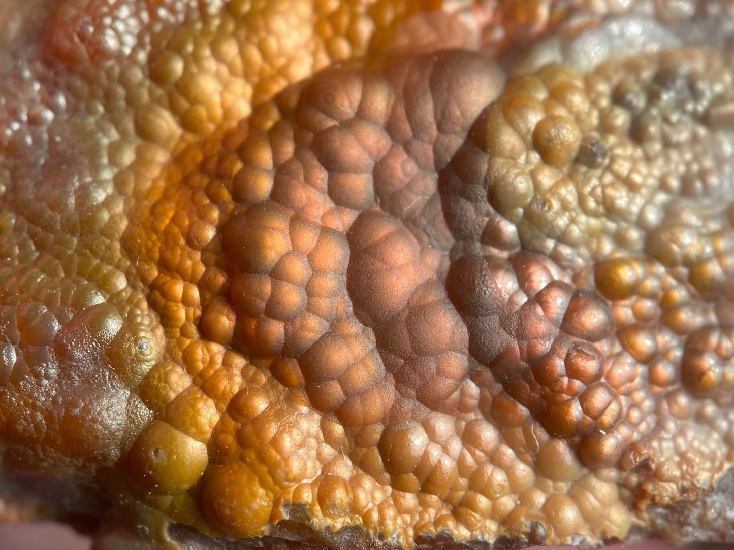 Close-up of a Deer Creek Fire Agate Specimen with red and orange colors
