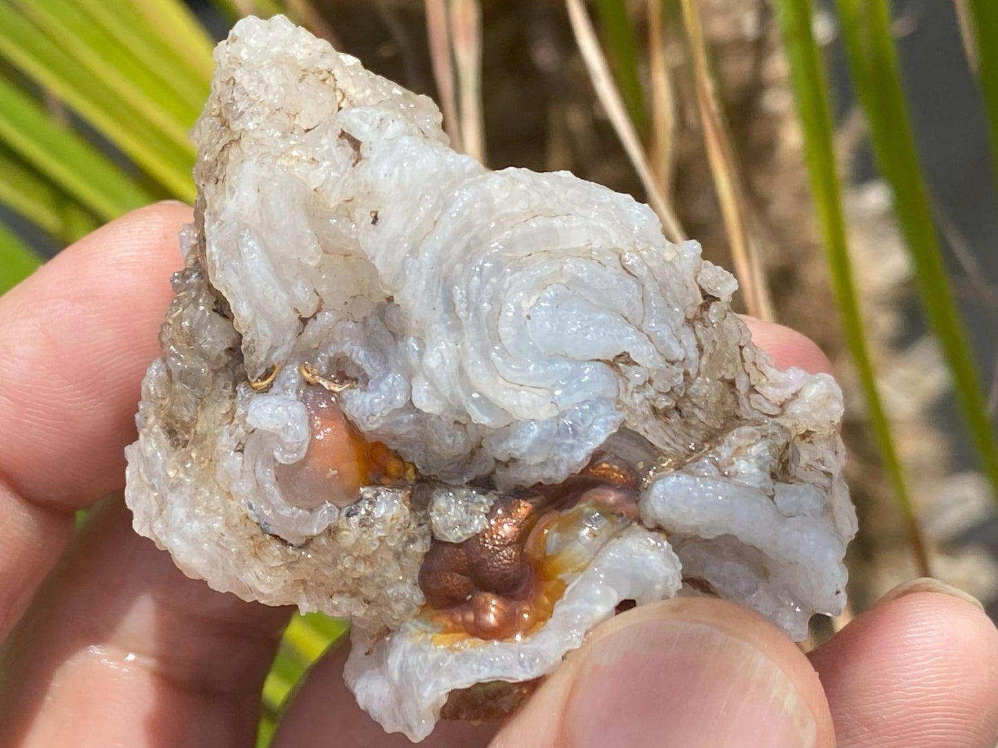 Deer Creek Fire Agate Rough held in hand with natural background