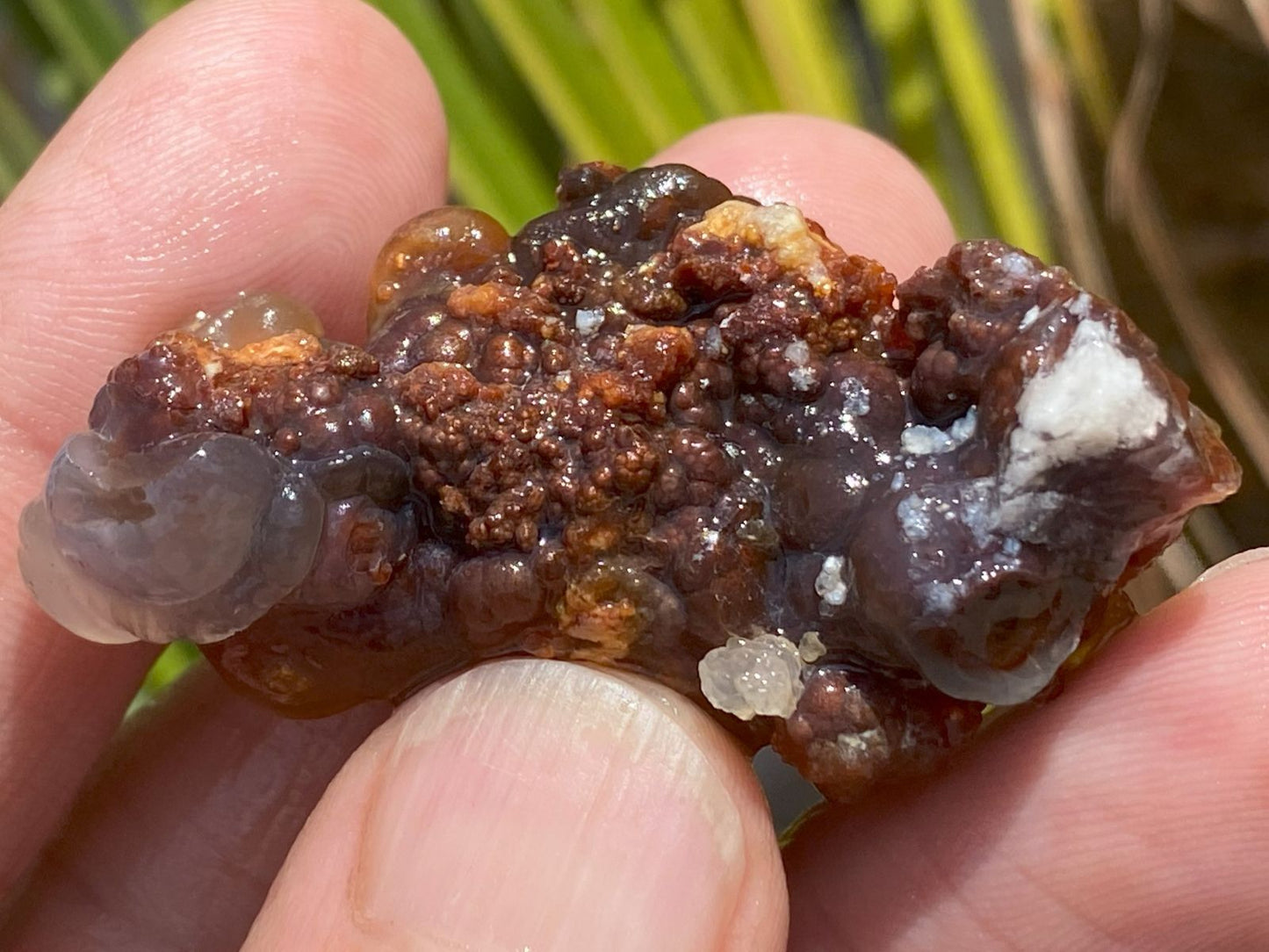 Close-up of a hand holding a piece of Deer Creek Fire Agate Rough.