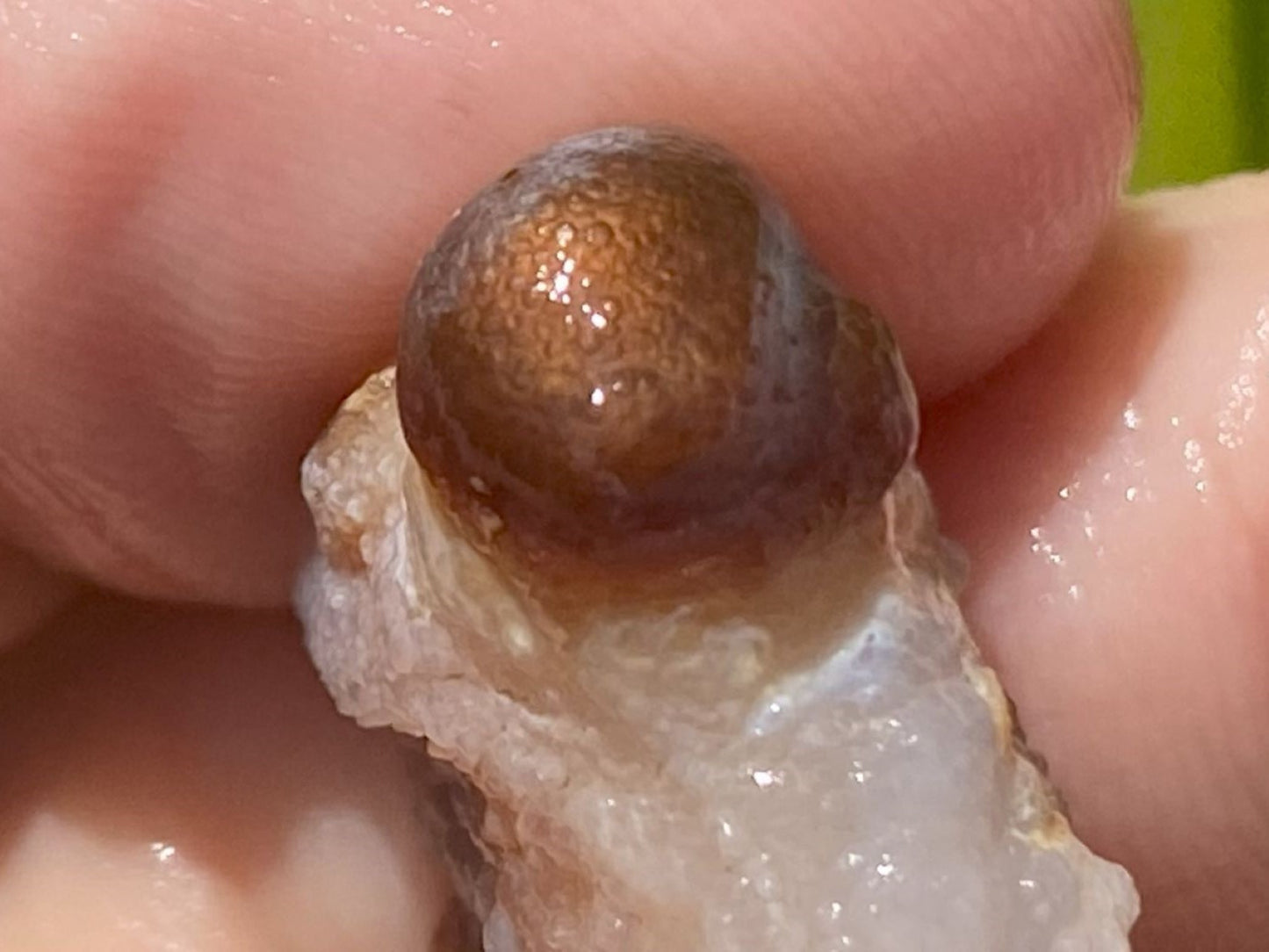 Close-up of a brownish Deer Creek fire agate rough held between fingers with a blurred background