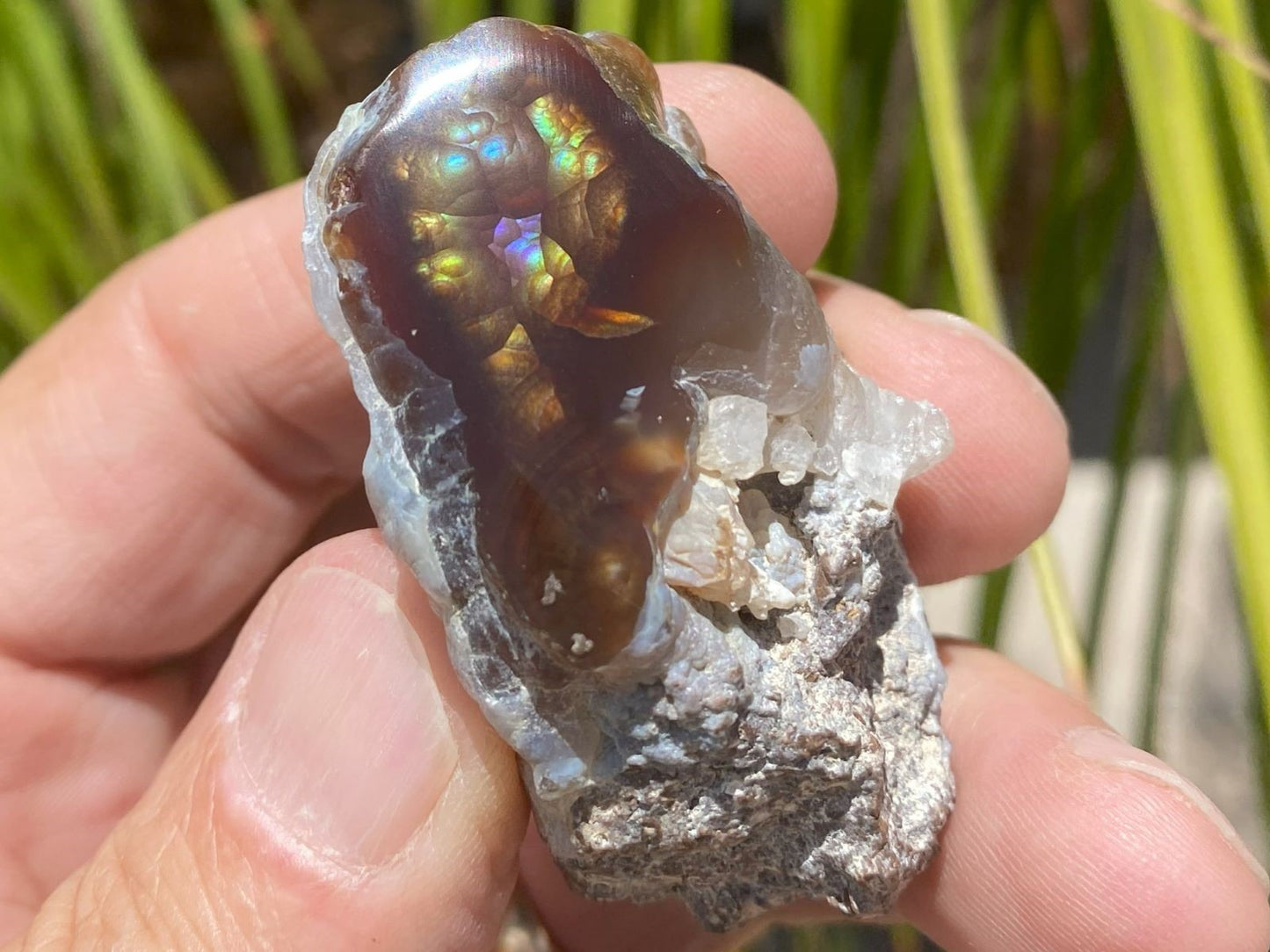 Hand holding a piece of windowed Mexican fire agate rough with bright iridescent patterns against a natural background