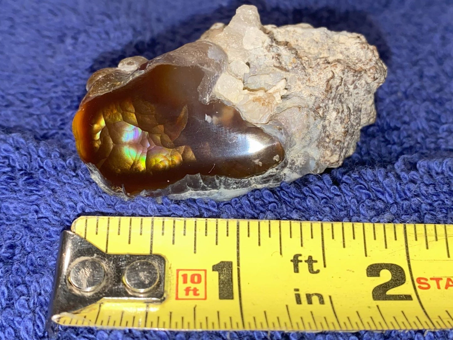 A windowed piece of Aguascalientes Fire Agate rough with a measuring tape for scale on a blue background