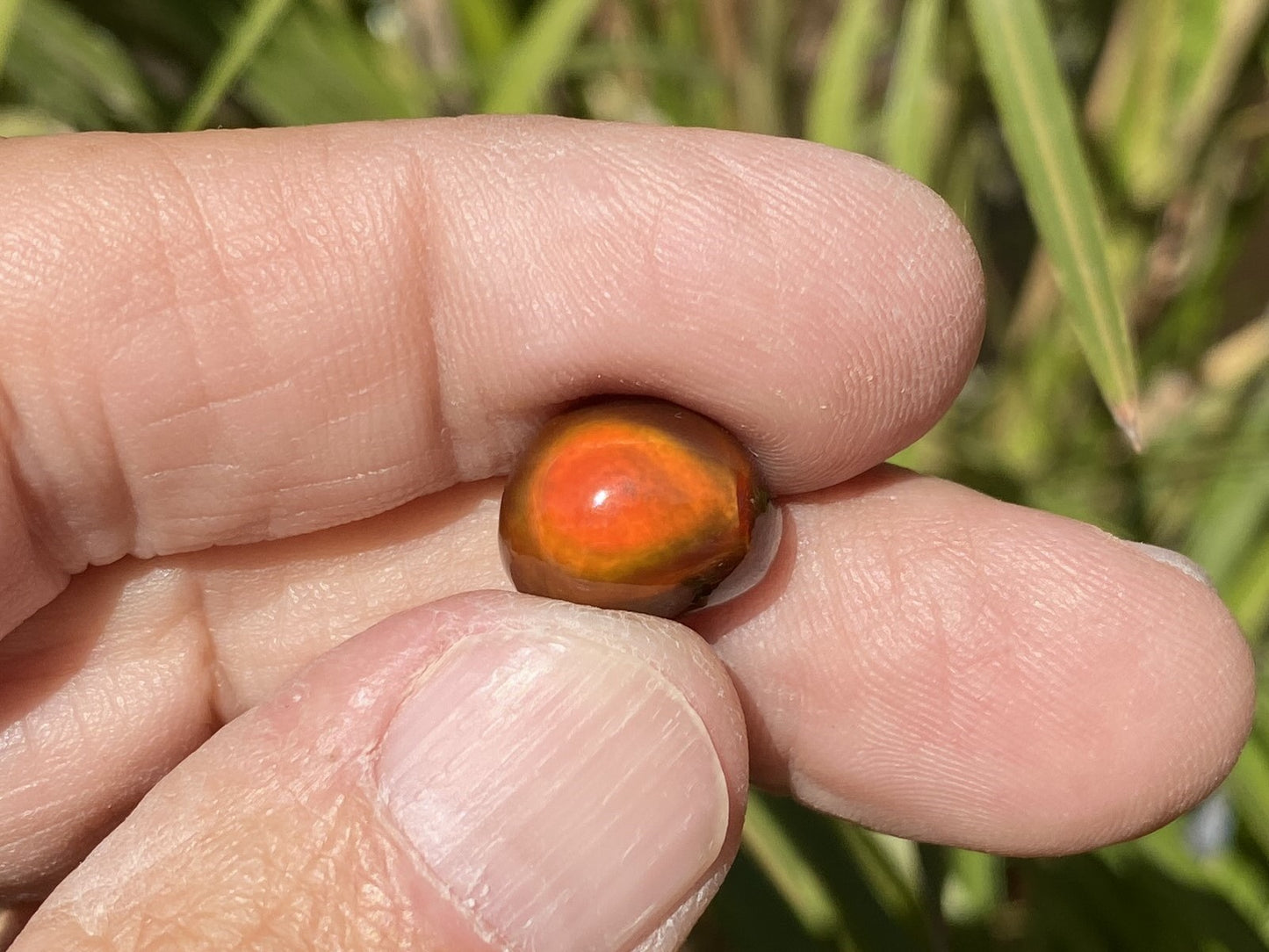 Hand holding a small red and orange Slaughter Mountain Fire Agate Gemstone with a blurred natural background