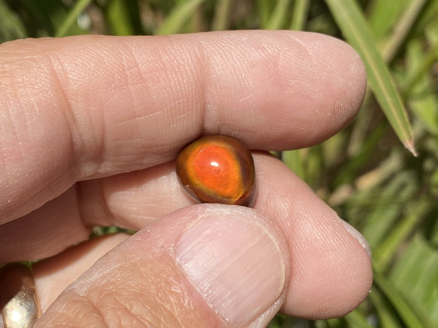 Hand holding a small red and orange Slaughter Mountain Fire Agate Gemstone against a blurred green background