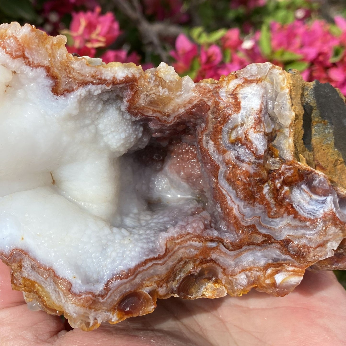 Close up of a Mineral Specimen of Slaughter Mountain Fire Agate Rough held in hand with pink flowers in the background