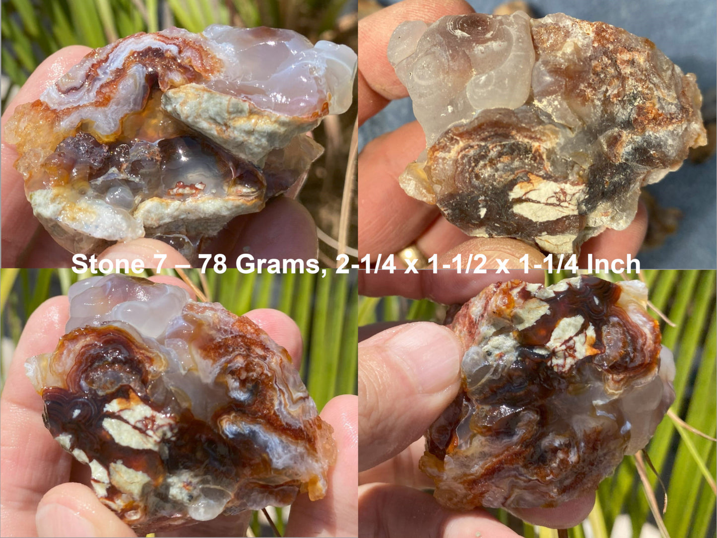 Close-up of Slaughter Mountain fire agate rough held in hands with measurements overlaid.