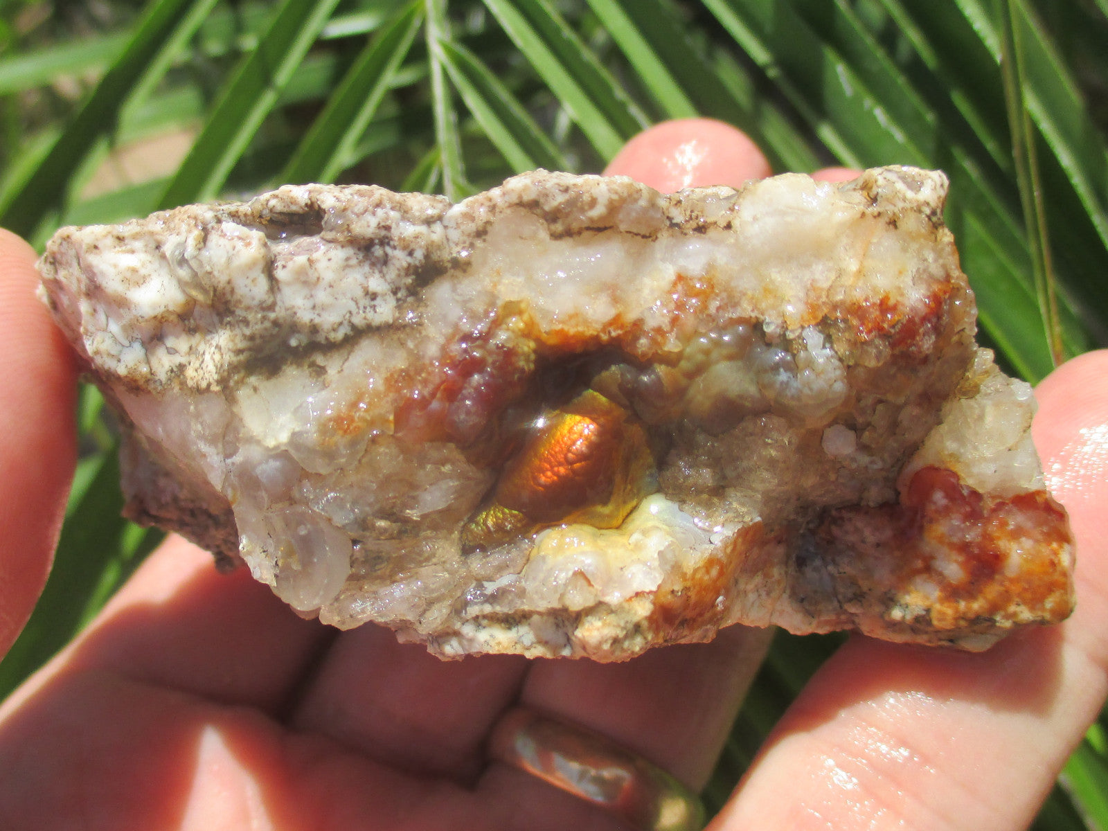 Deer Creek Fire Agate Gemstone Mineral Specimen held in hand with green leaves in the background