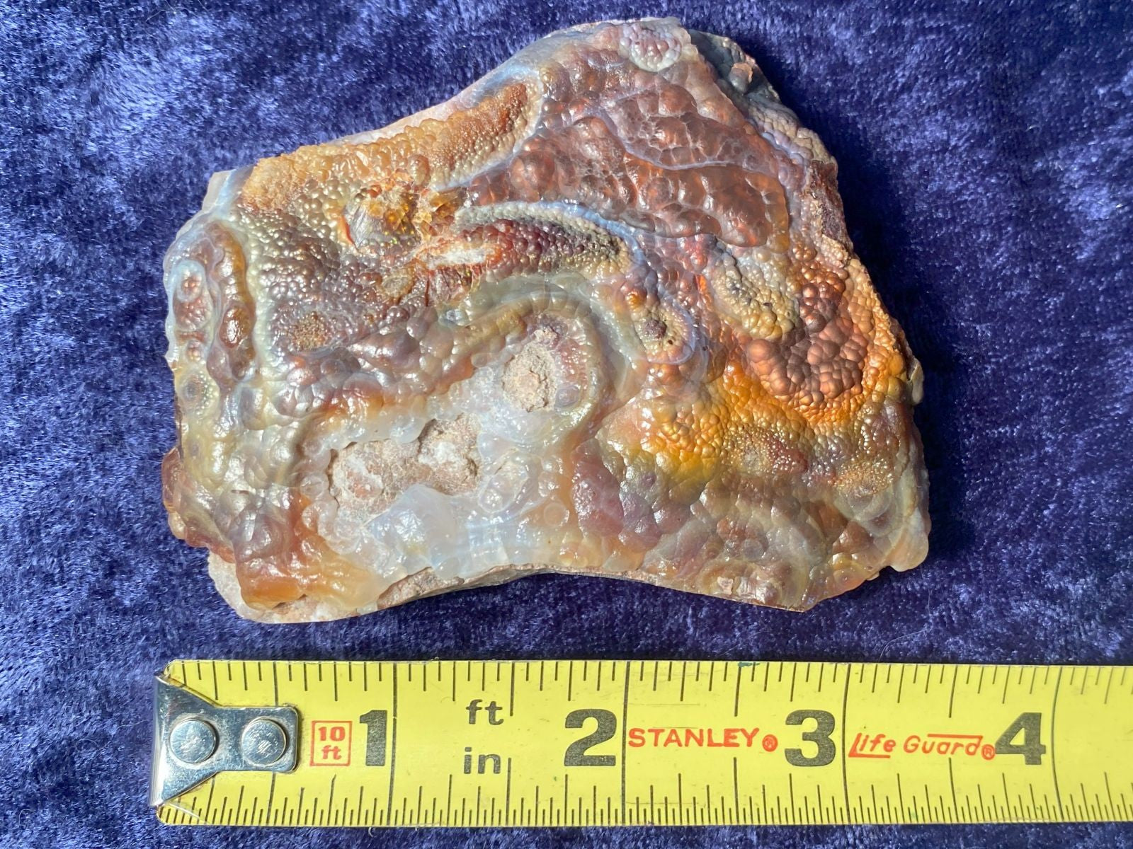 Deer Creek Fire Agate Specimen with a Stanley measuring tape for scale on a blue background