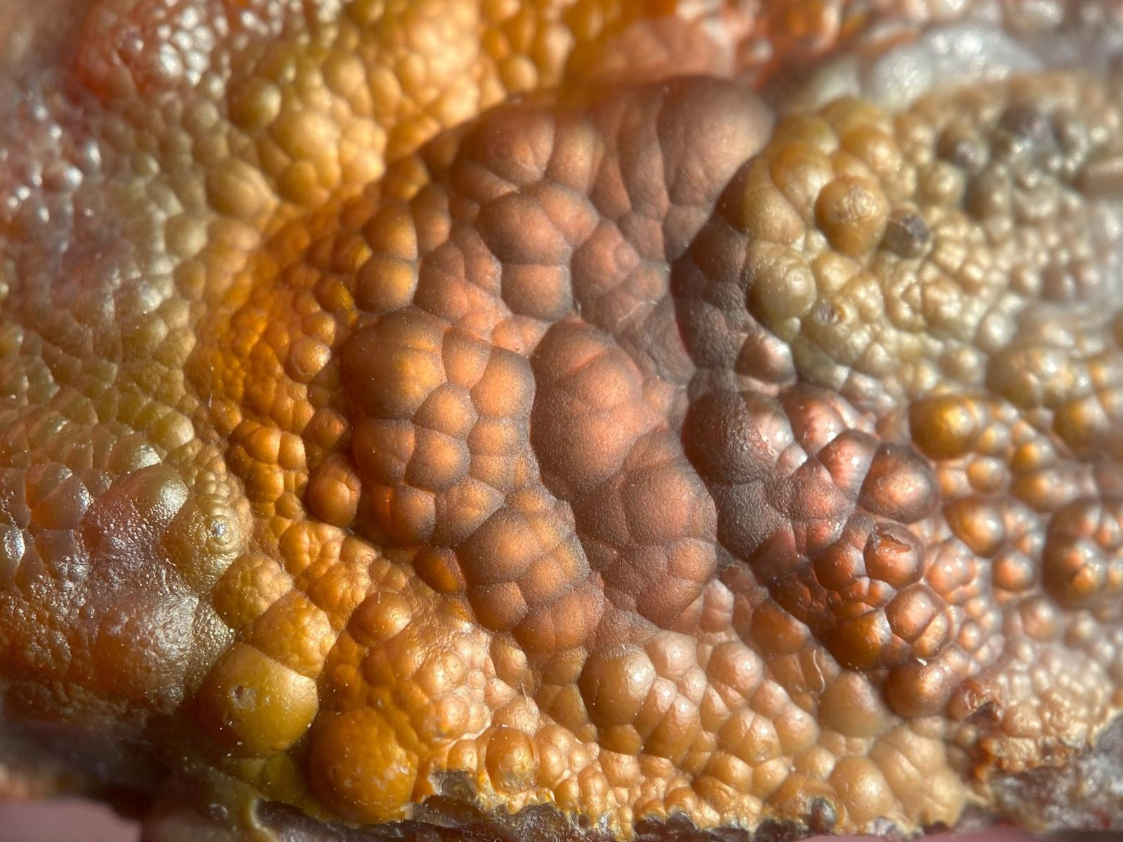Close-up of a Deer Creek Fire Agate Specimen with red and orange colors