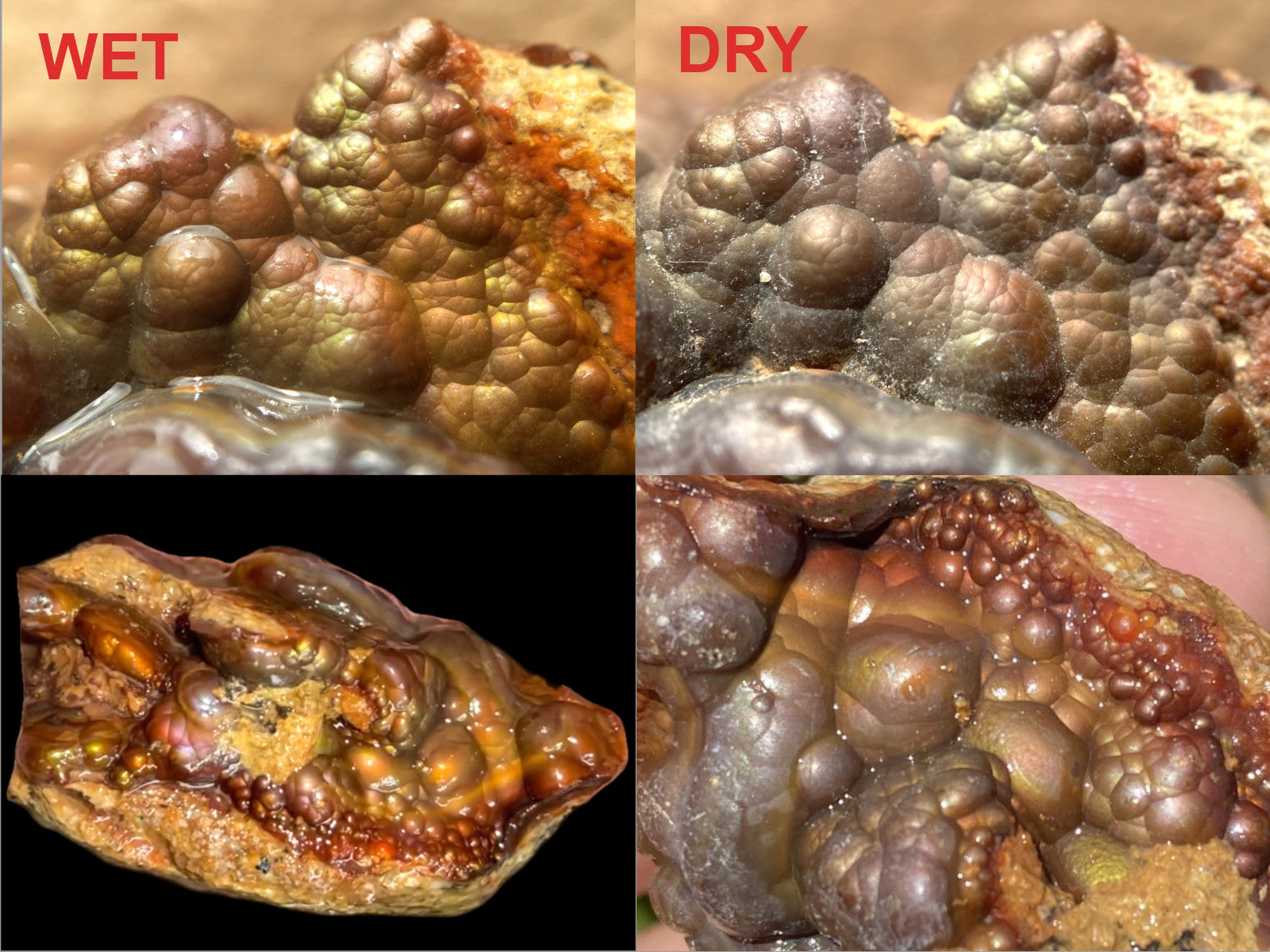 Comparison of a high grade Deer Creek Fire Agate Rough specimen under wet and dry conditions.