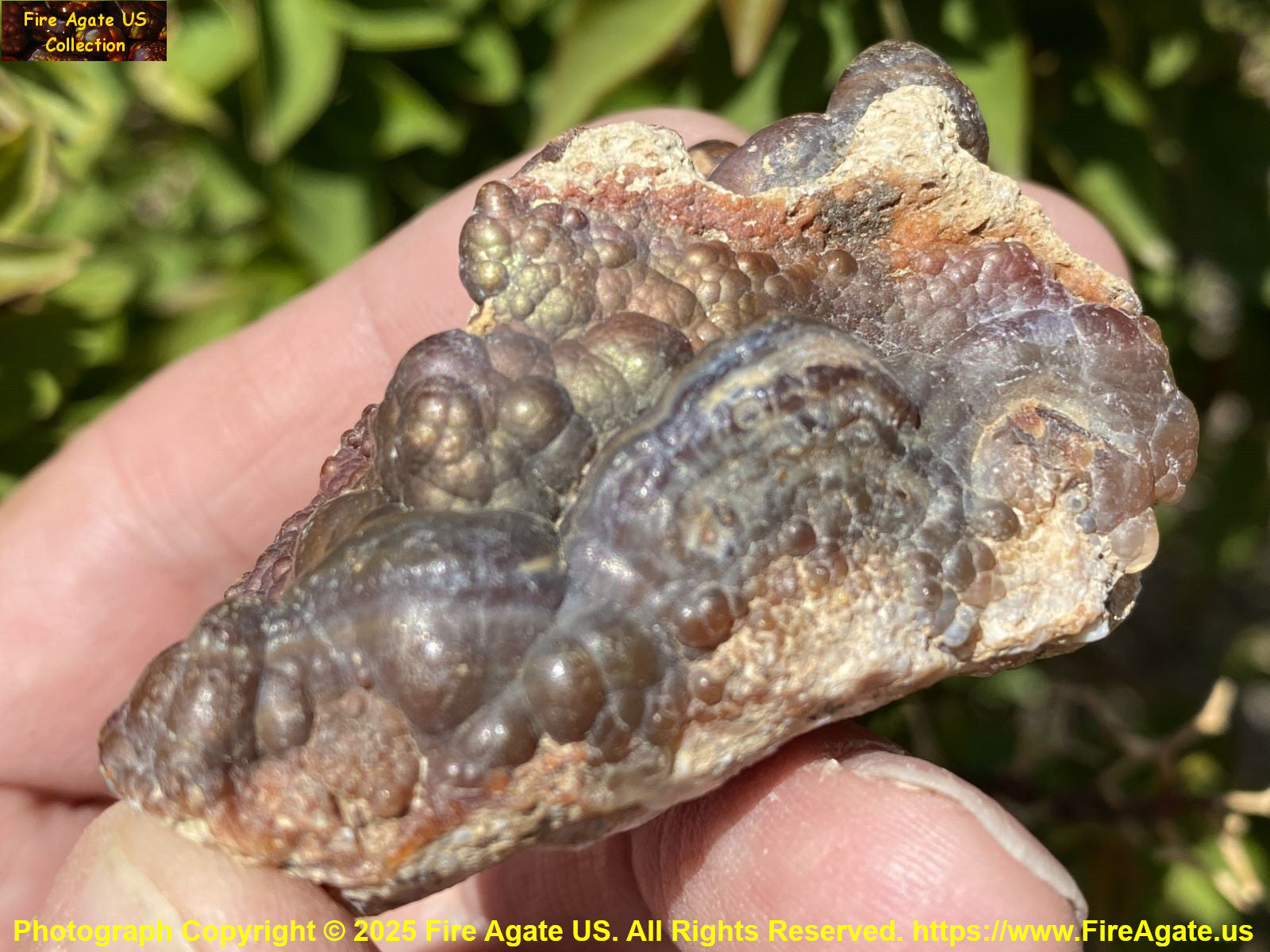 High grade Deer Creek fire agate rough gemstone held in a hand with a natural background