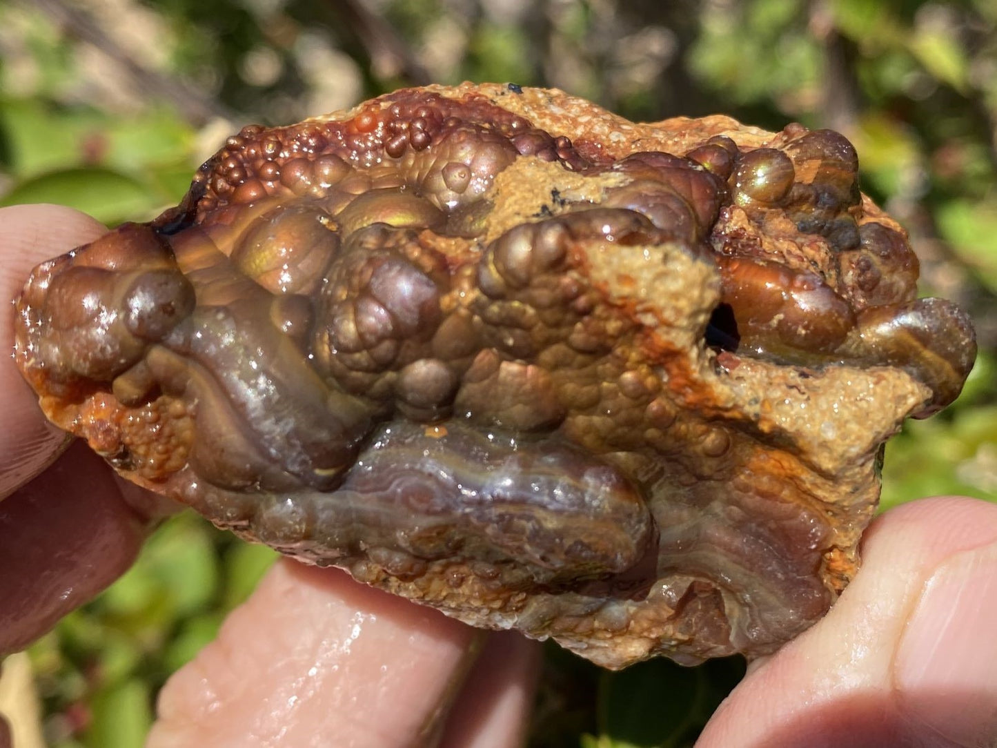 Close-up of a high grade Deer Creek fire agate rough specimen held between fingers with a blurred natural background