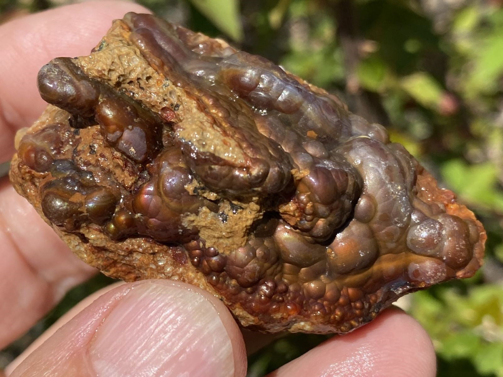 Close-up of a high grade Deer Creek fire agate rough gemstone held in a hand with a blurred green background