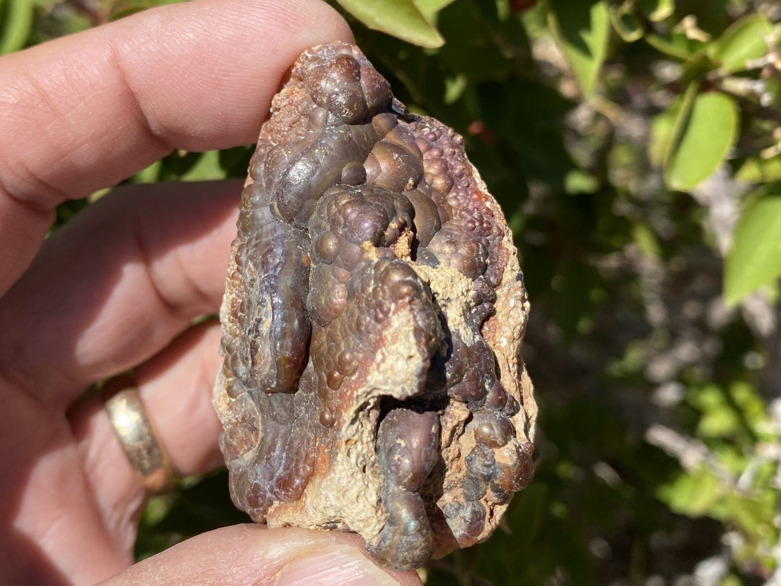 Hand holding a high grade Deer Creek Fire Agate Rough specimen with a natural outdoor background