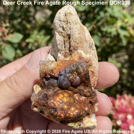 A hand holds a rough fire agate specimen with a tall, jagged tan stone and a heavily oxidized, bubbled brown and coppery lower section, set against a blurred outdoor background of green foliage and pink flowers. Text overlays identify the specimen as Deer Creek Fire Agate Rough Specimen DCR036.