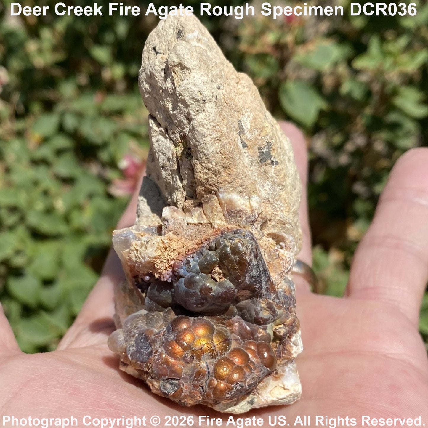 A hand holding a rough natural fire agate specimen with a tall pointed crystal and clustered orange-brown agate bubbles, photographed outdoors with blurred green foliage in the background. Text at the top reads 'Deer Creek Fire Agate Rough Specimen DCR036' and a copyright watermark is visible at the bottom.