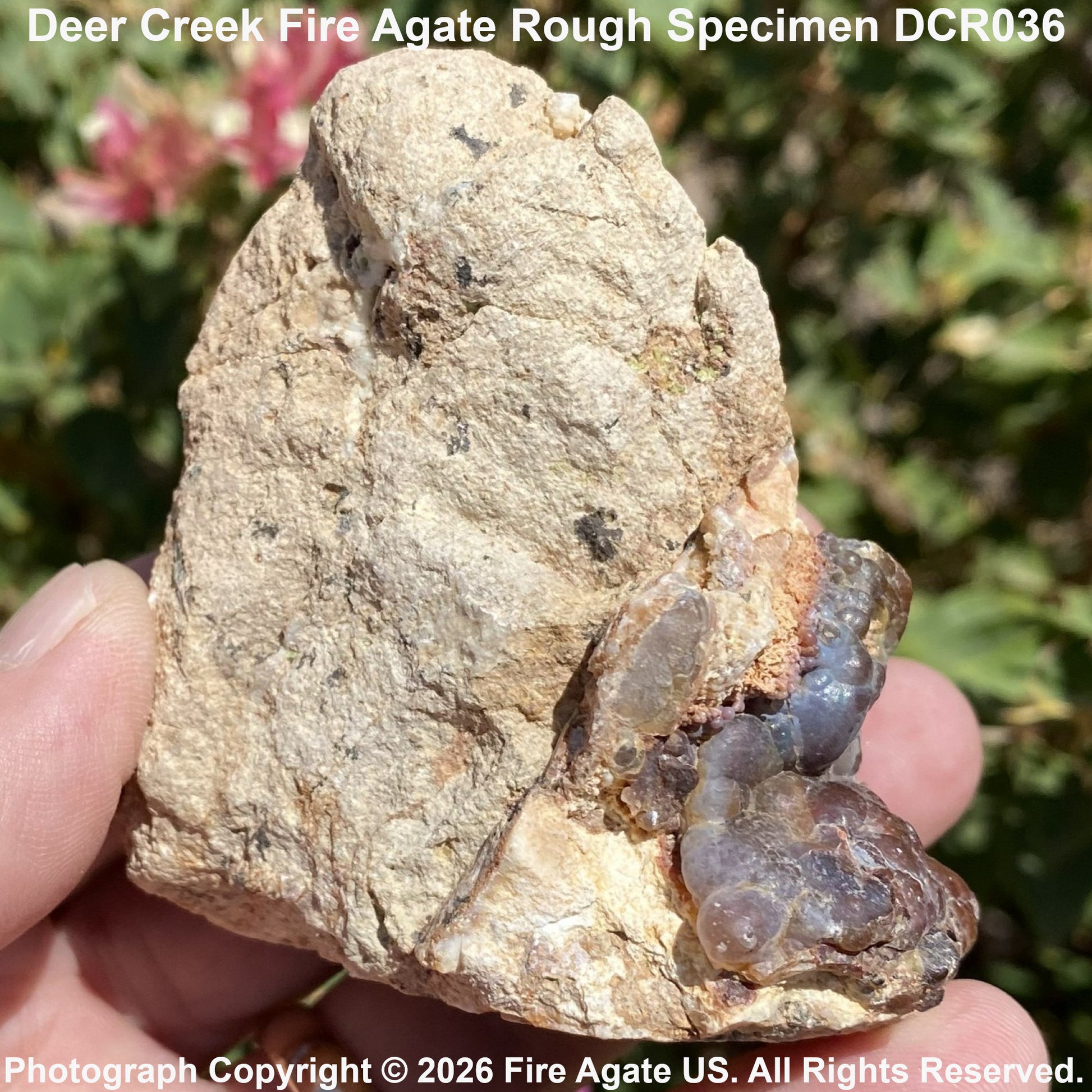 A hand holds a rough natural fire agate specimen with a tan and beige matrix and a cluster of translucent bluish-purple crystals, set against a blurred outdoor background of green foliage.