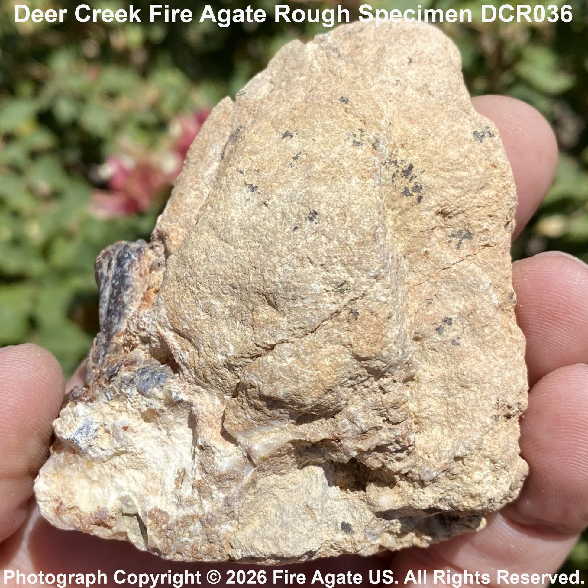 A hand holding a rough, natural fire agate stone specimen with a tan and beige crystalline structure, set against a blurred green outdoor background. Text overlays show the product name and a copyright notice for Fire Agate US.