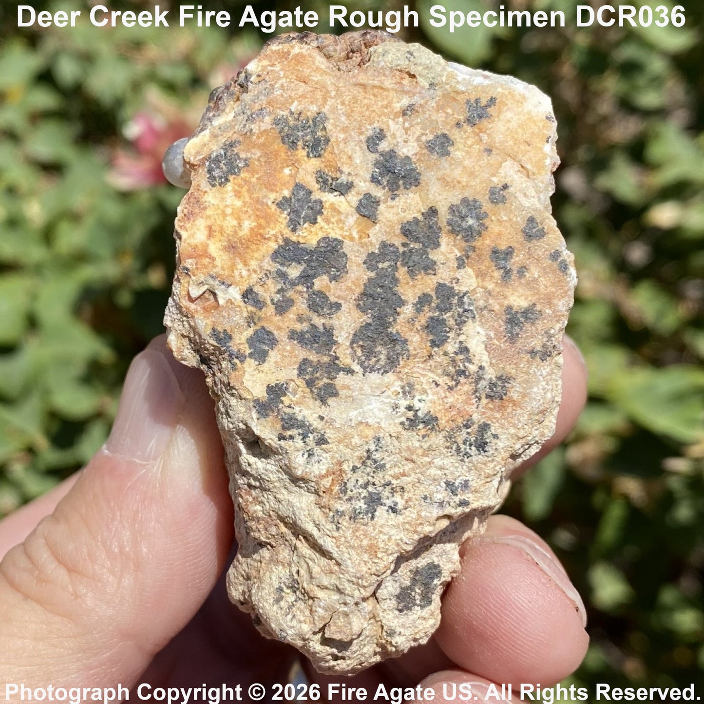 A hand holding a rough, textured specimen of fire agate with dark gray to black dendritic crystalline patterns over a warm orange-brown and beige matrix, with green foliage blurred in the background. Text overlays identify the specimen as Deer Creek Fire Agate Rough Specimen DCR036 and credit Fire Agate US.