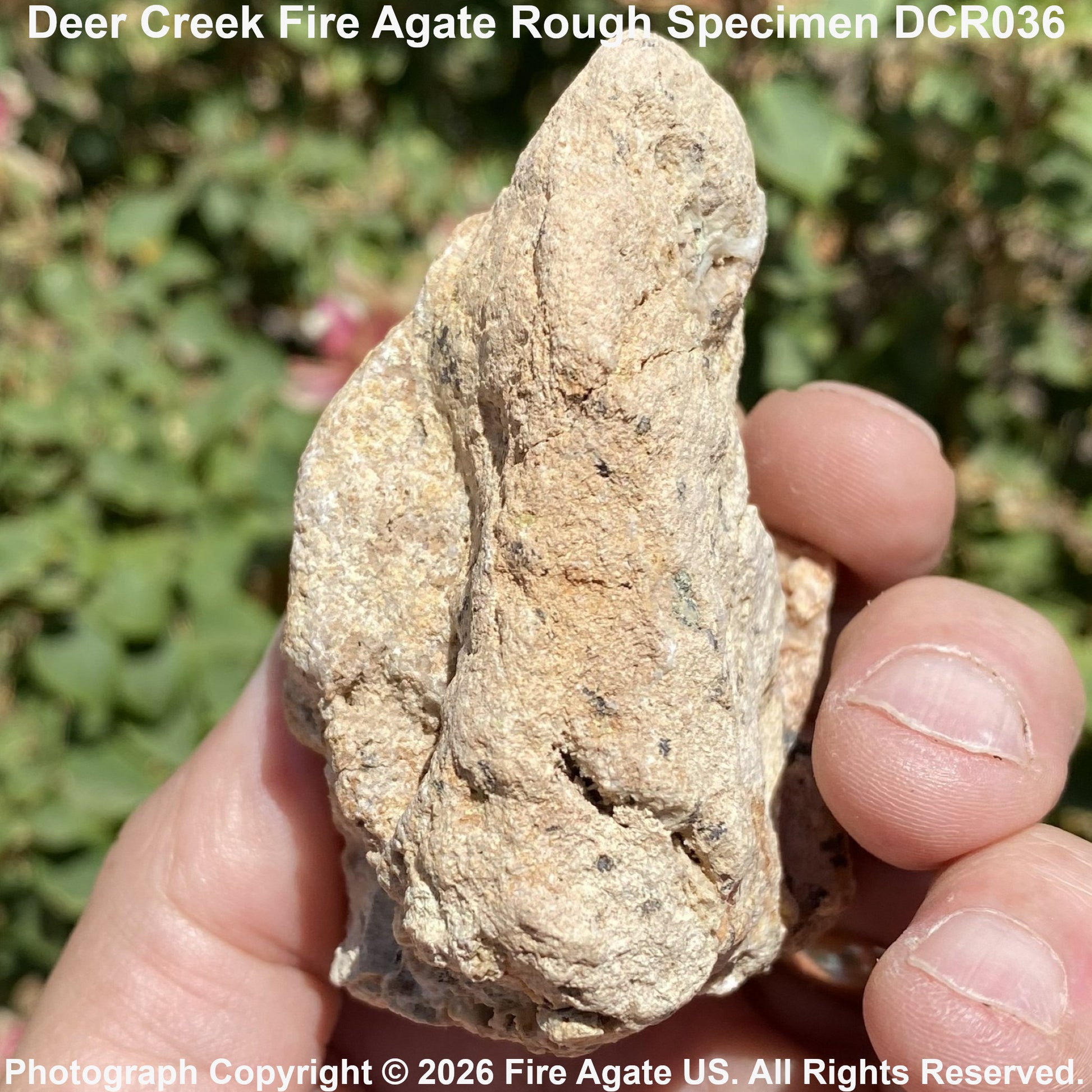 A hand holding a rough, natural fire agate specimen outdoors, with green foliage blurred in the background. Text at the top reads 'Deer Creek Fire Agate Rough Specimen DCR036' and a copyright watermark is visible at the bottom.