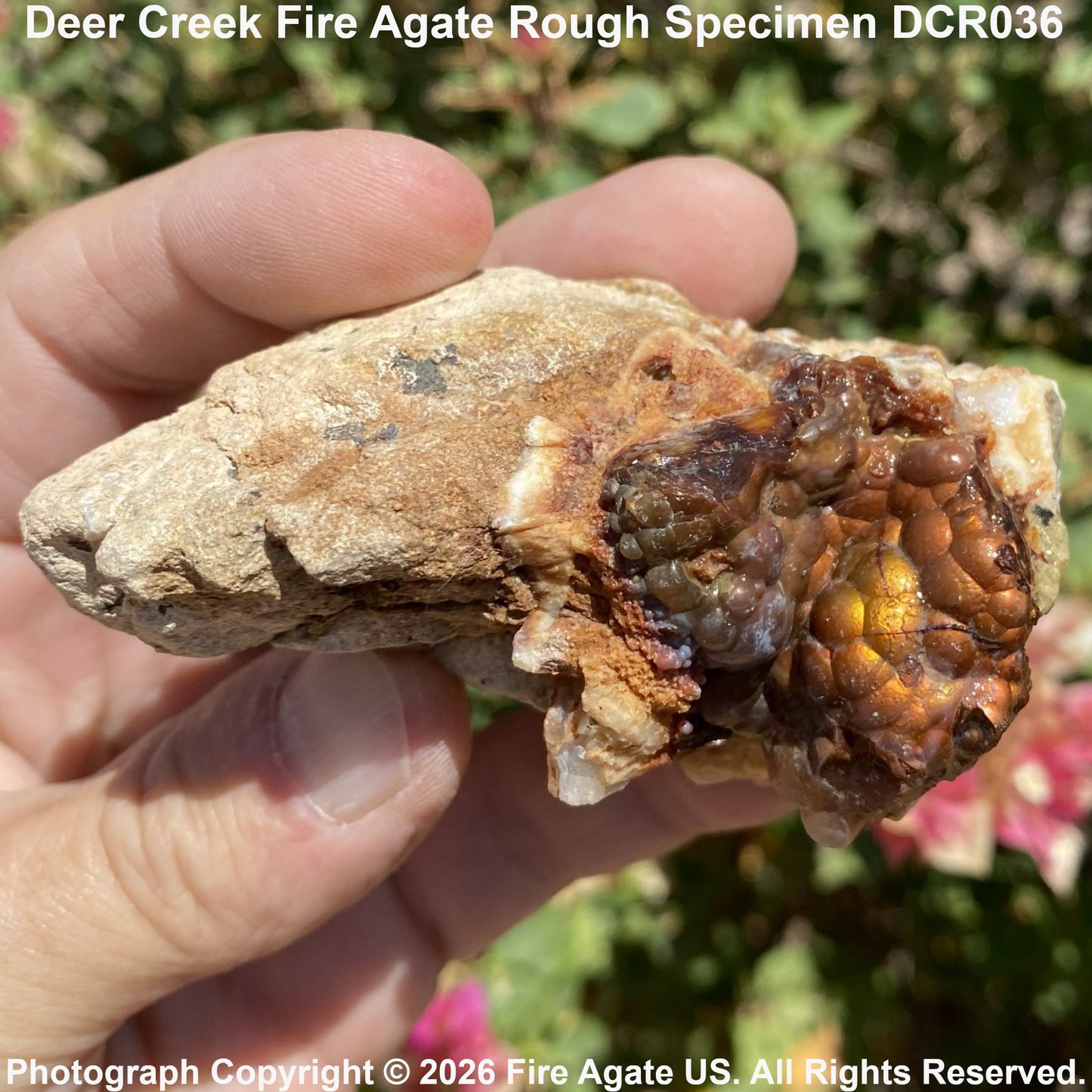 A hand holding a rough natural fire agate specimen outdoors, with green foliage and pink flowers blurred in the background. White text at the top reads 'Deer Creek Fire Agate Rough Specimen DCR036' and a copyright watermark is visible at the bottom.