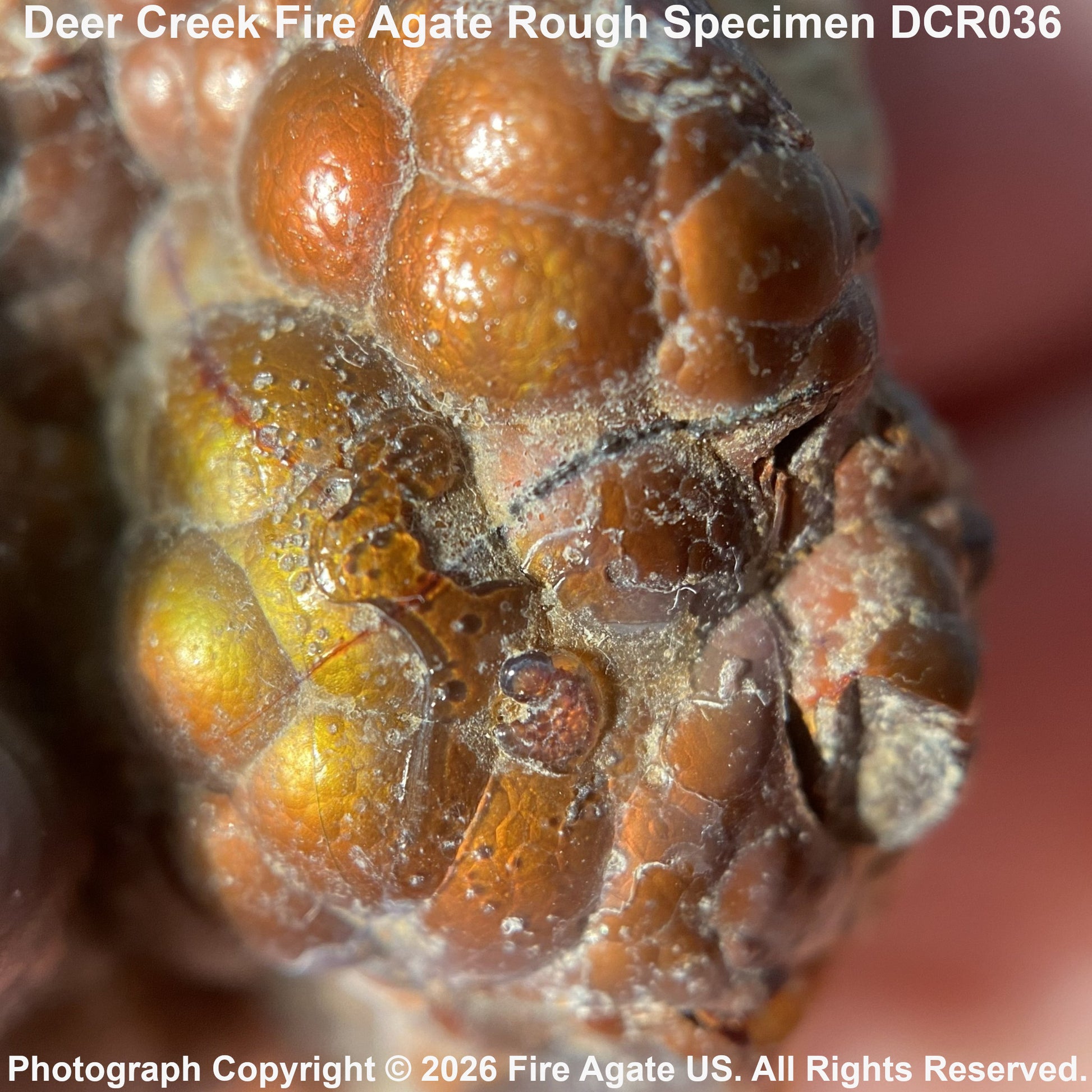 Close-up of a fire-agate specimen with tightly packed rounded, glossy brown and amber-brown cells, some showing yellow-green tones. Text at the top reads 'Deer Creek Fire Agate Rough Specimen DCR036' and a copyright watermark is visible at the bottom.