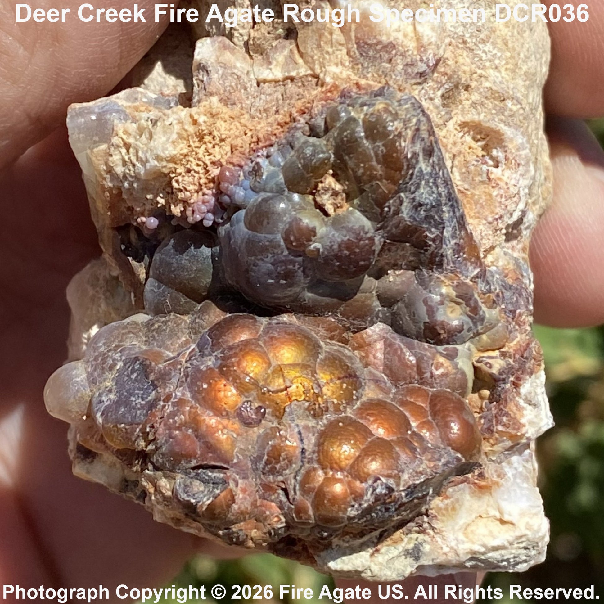 A hand holding a rough specimen of Deer Creek Fire Agate, showing two distinct clusters of rounded, bubble-like agate crystals in dark gray and metallic copper-orange tones on a tan matrix.