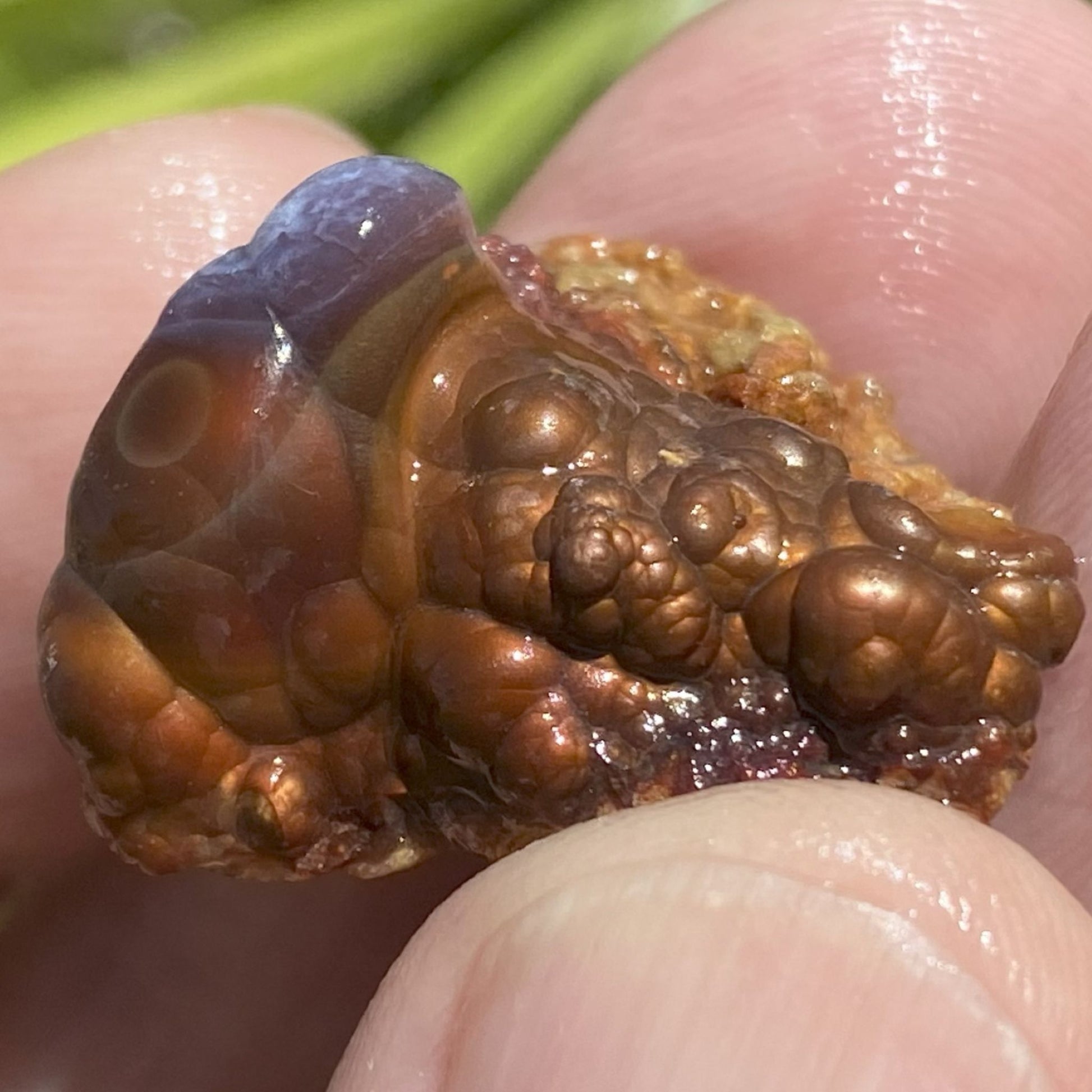 Close-up of a textured piece of Deer Creek fire agate rough held between fingers