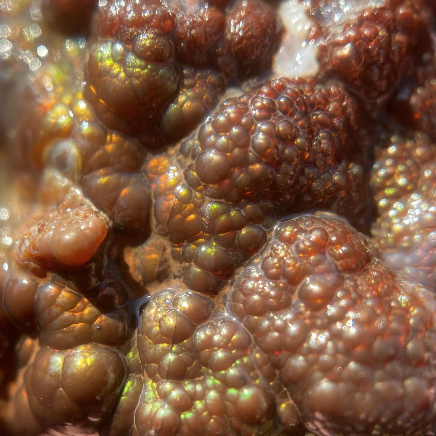 Close-up of a piece of Aguascalientes Mexico fire agate gemstone rough with a fiery bubble formation
