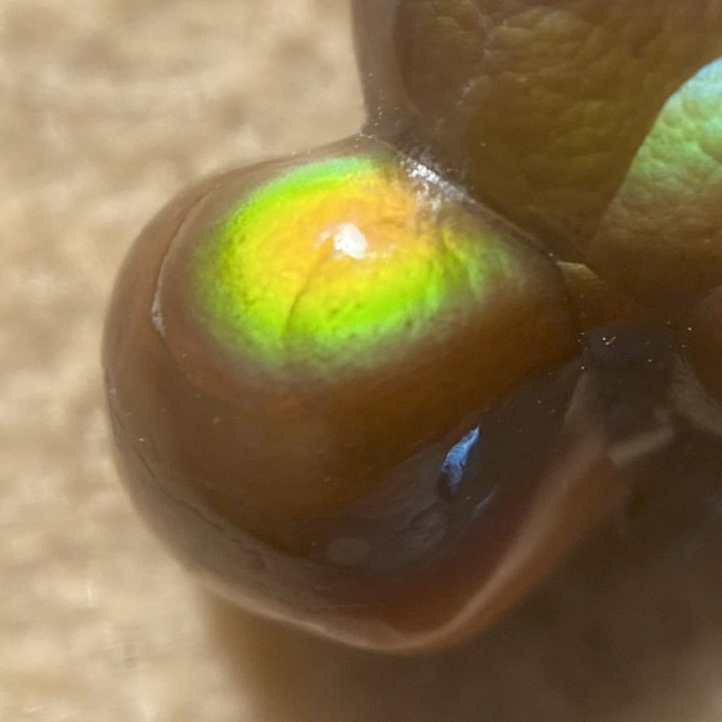 Close-up of a Aguascalientes Fire Agate Gemstone on a textured surface