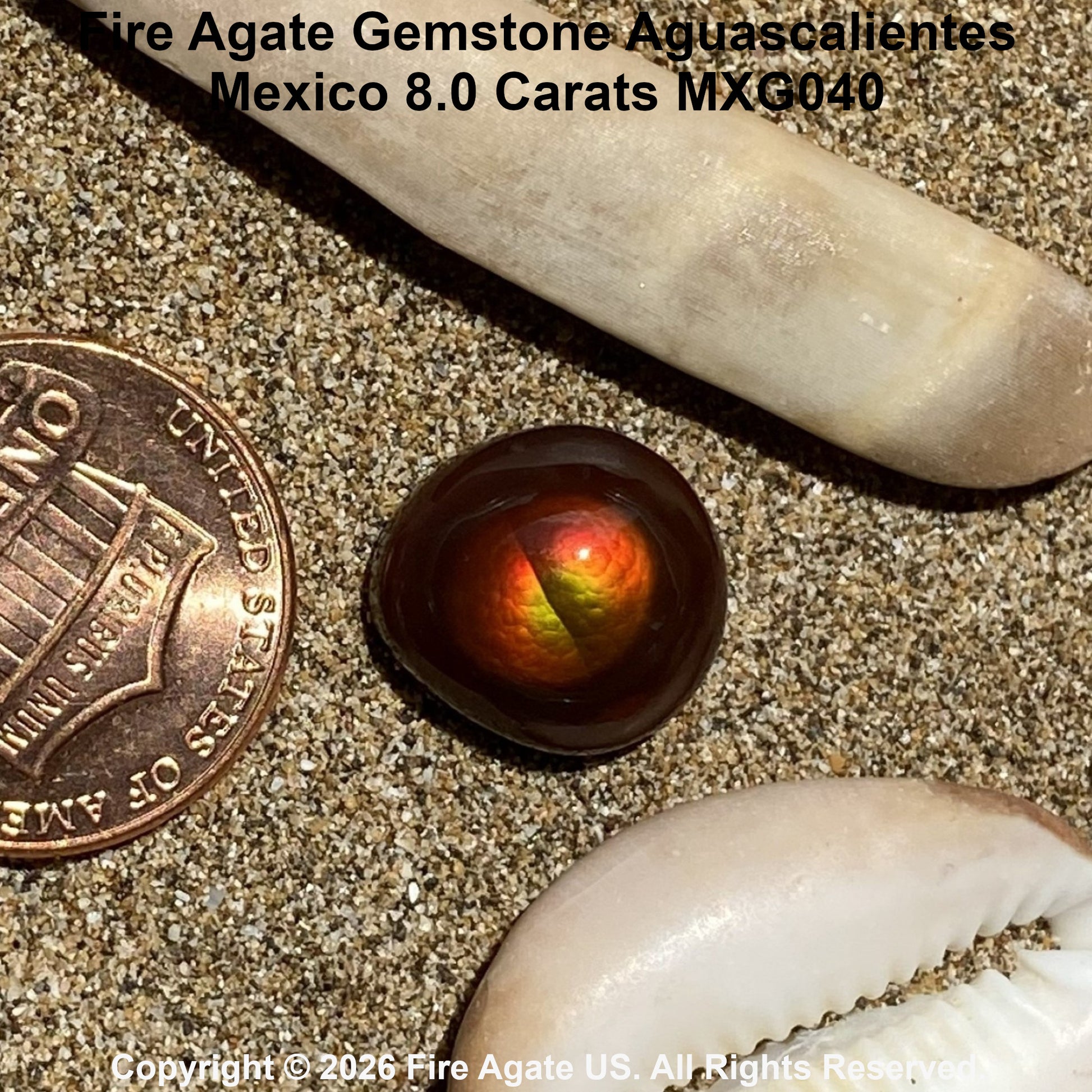 A 8.0 carat Fire Agate gemstone with a fiery red, orange, and green iridescent play-of-color, displayed on sand next to a US penny for scale and a cowrie shell.