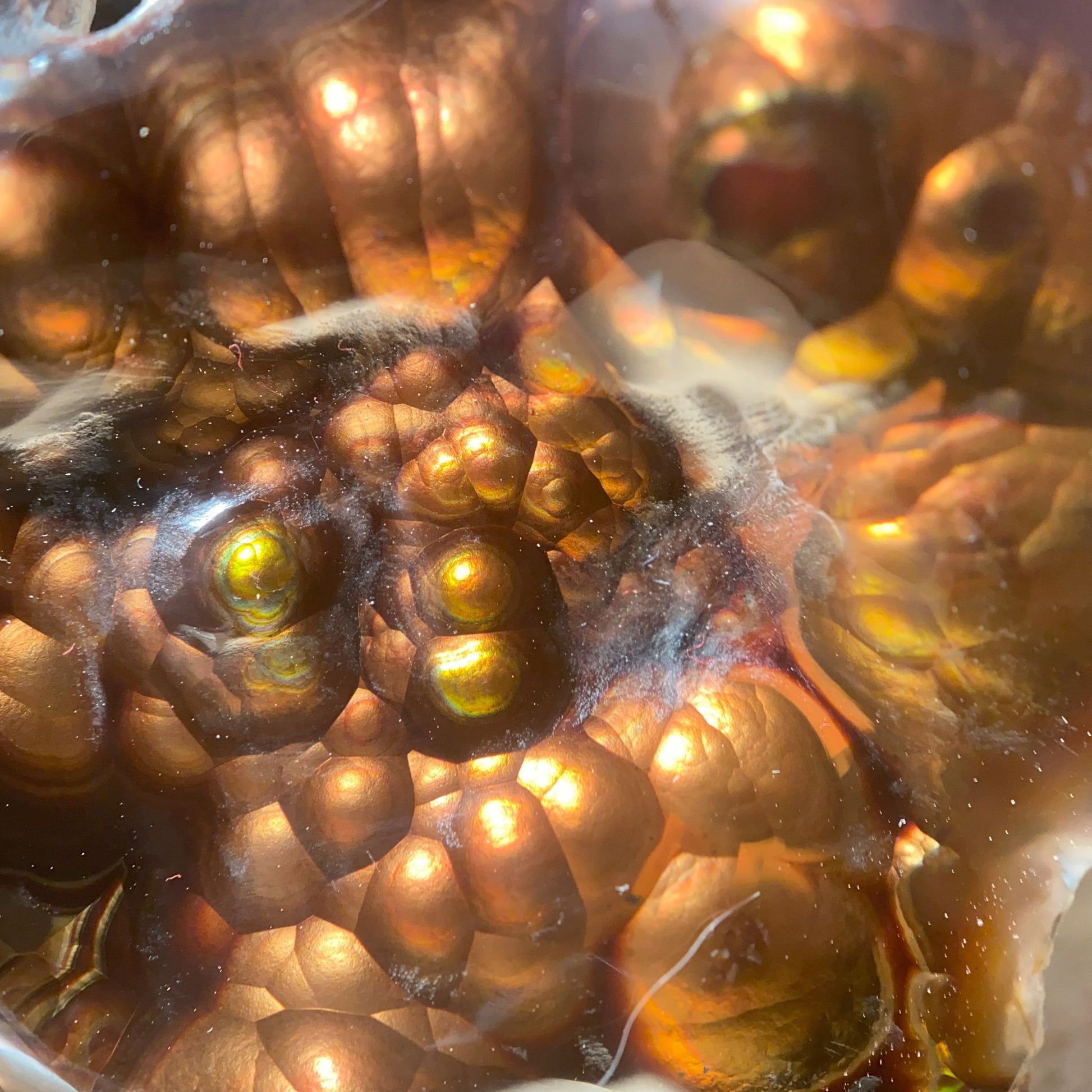 Close-up of a windowed and polished piece of Aguascalientes Fire Agate Rough.