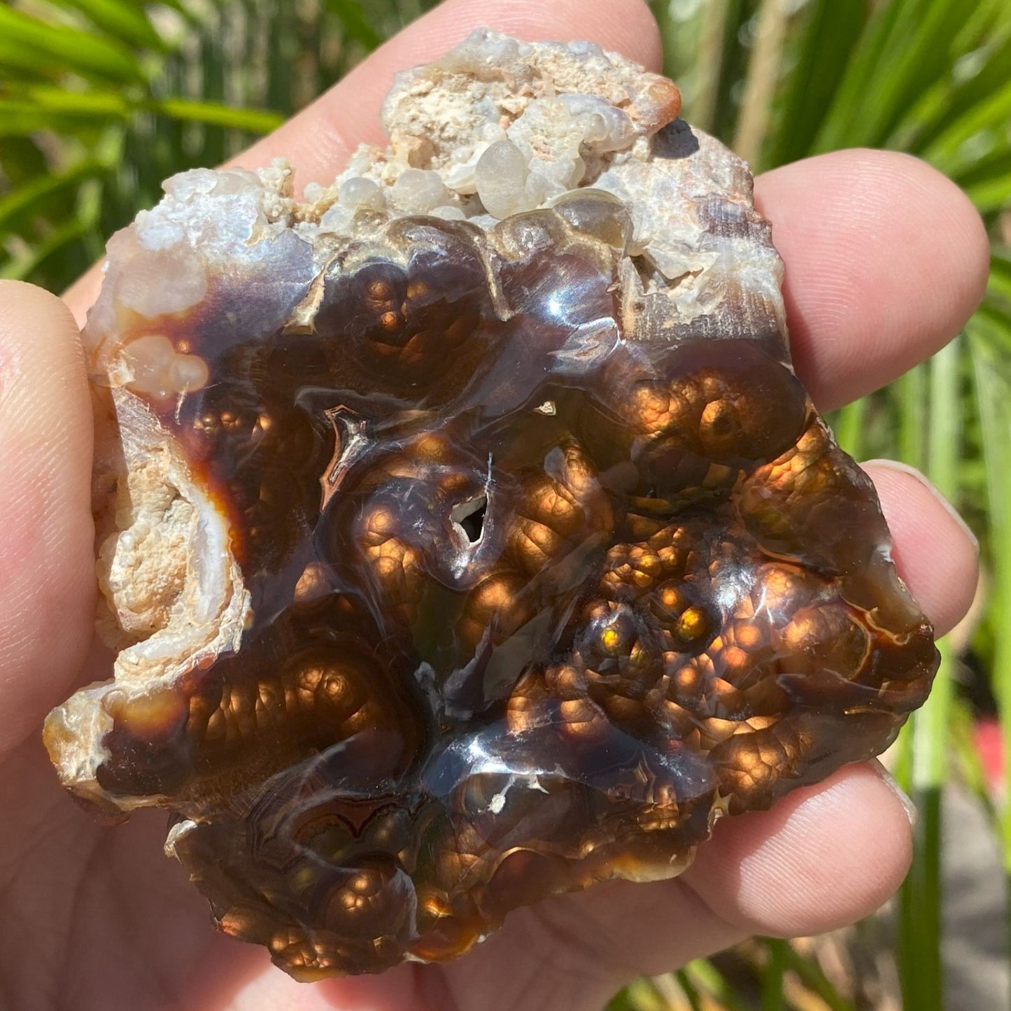 Close-up of a hand holding a large crystal piece of Aguascalientes Fire Agate Rough against a natural background.