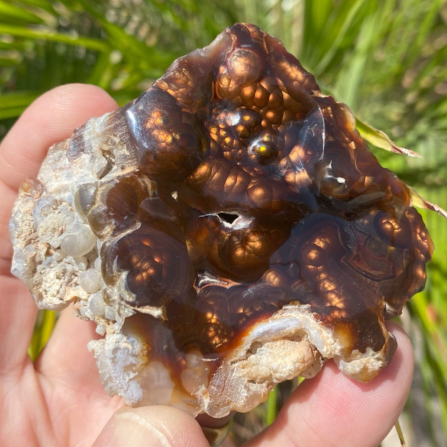 Close-up of a hand holding a piece of Aguascalientes Fire Agate Rough against a natural background