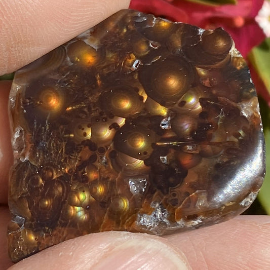 Close-up of a windowed piece of Mexican fire agate rough with bubble-like structures held between fingers