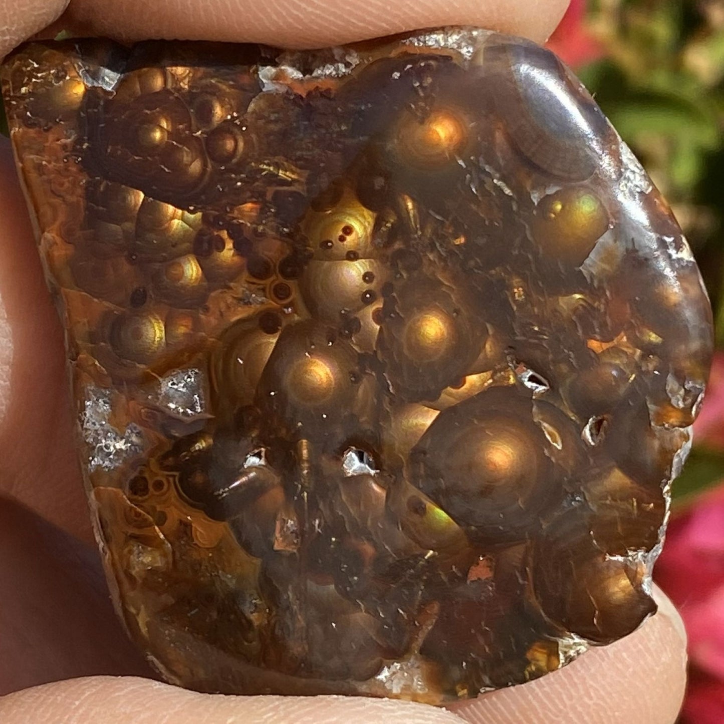 Close-up of a windowed Aguascalientes Mexican fire agate held between fingers with a blurred background
