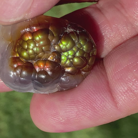 Aguascalientes Fire Agate Gemstone Natural Mineral Specimen 51 Carats MXM005 Product Video