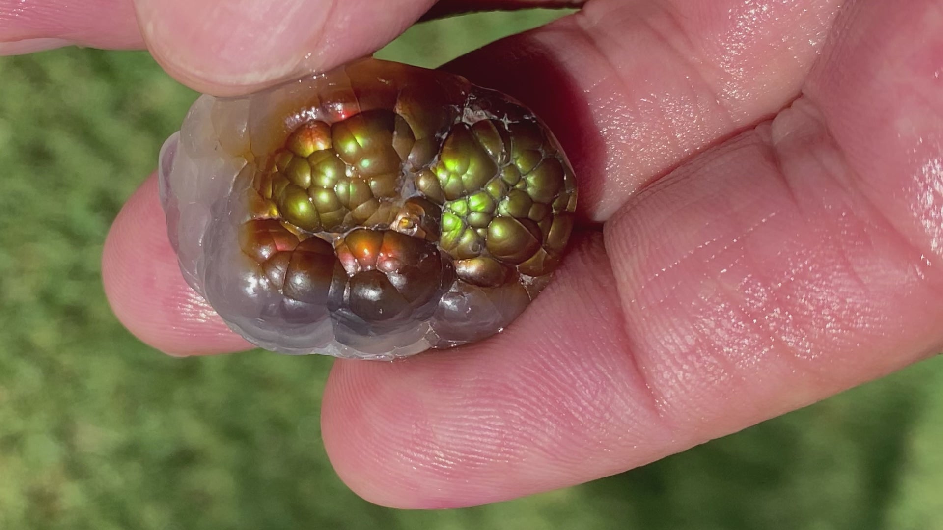 Aguascalientes Fire Agate Gemstone Natural Mineral Specimen 51 Carats MXM005 Product Video