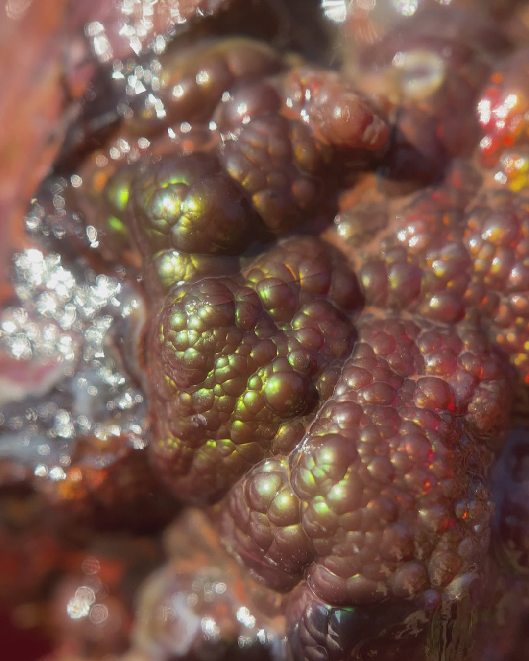 Fire Agate Rough Calvillo Aguascalientes Mexico Gemstone 24.6 Grams MCR056 Product Video