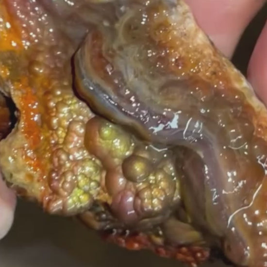 Deer Creek Fire Agate Rough DCR015 Product Video