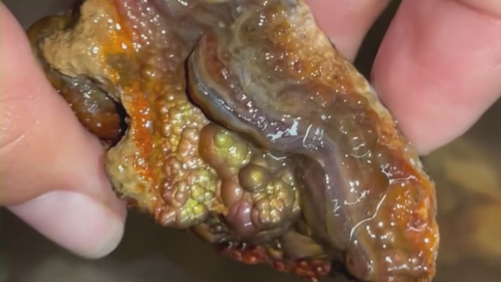Deer Creek Fire Agate Rough DCR015 Product Video