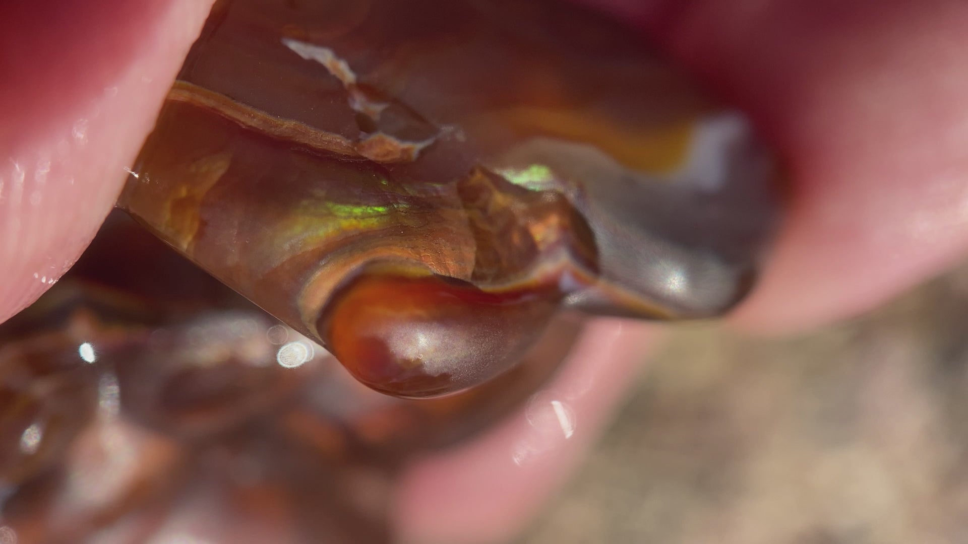 Fire Agate Rough Windowed Preform Gemstone 113 Carats Slaughter Mountain AZ SLP004 Product Video