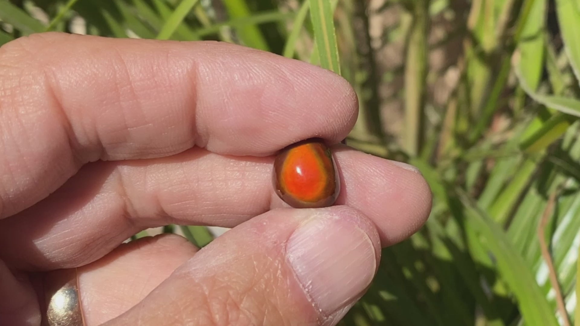 Slaughter Mountain Fire Agate Gemstone SLG086 Product Video