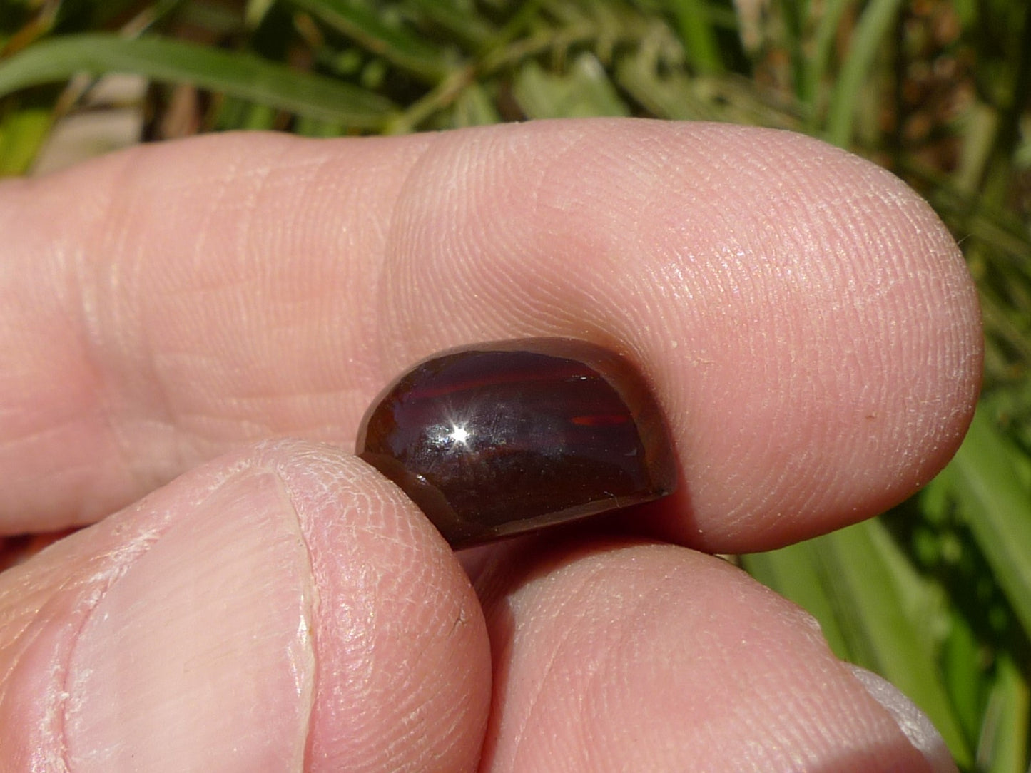 Hand holding a shiny brown stone with grass in the background