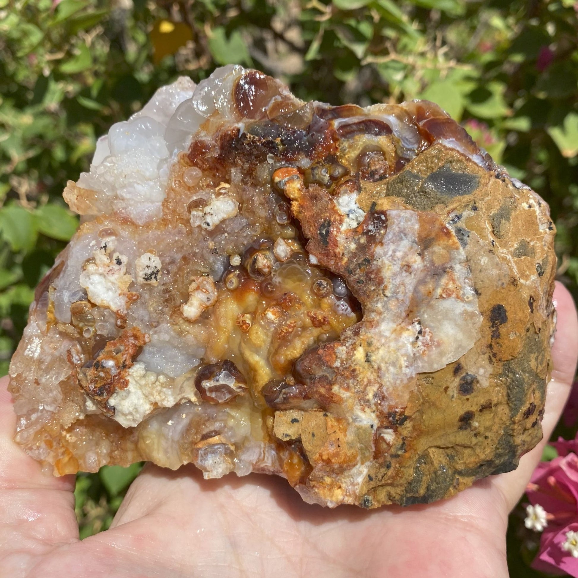 Fire Agate Rough Mineral Specimen from Slaughter Mountain Arizona being held in hand with natural background