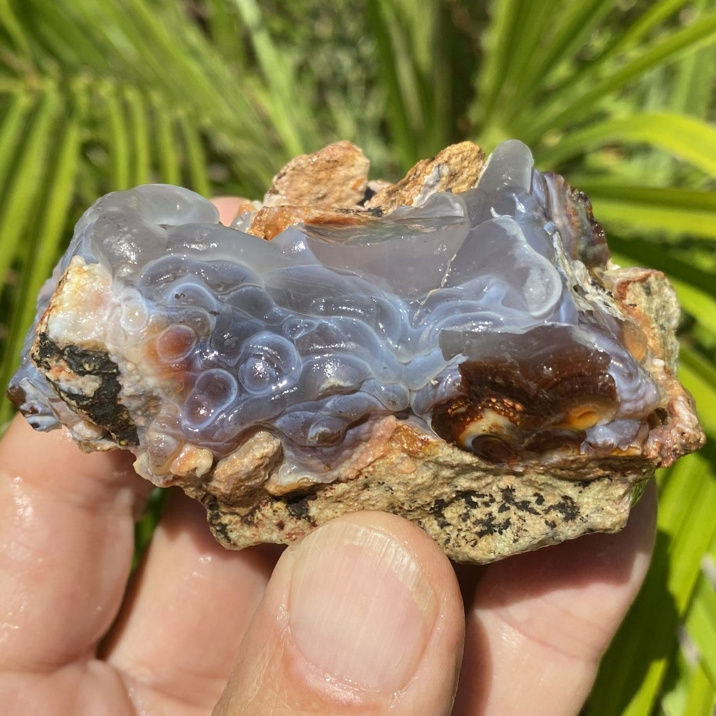 Slaughter Mountain fire agate rough held by a hand against a green leafy background