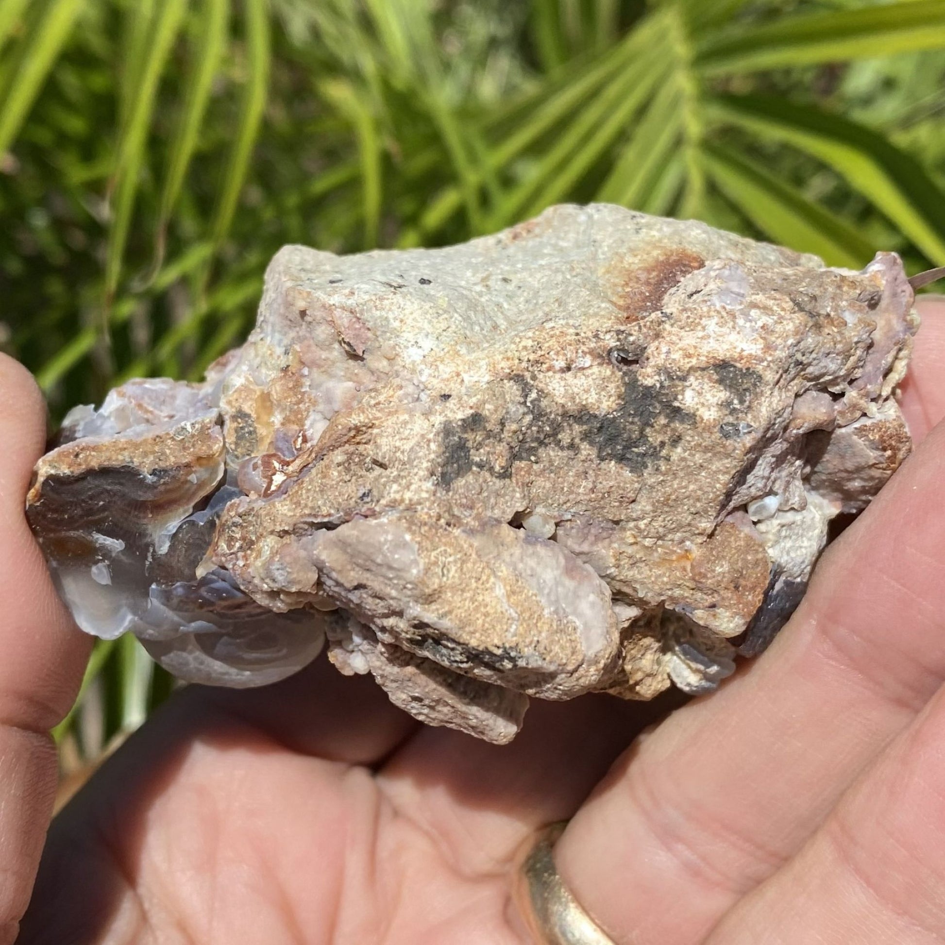 Hand holding a piece of Slaughter Mountain fire agate rough with green foliage in the background
