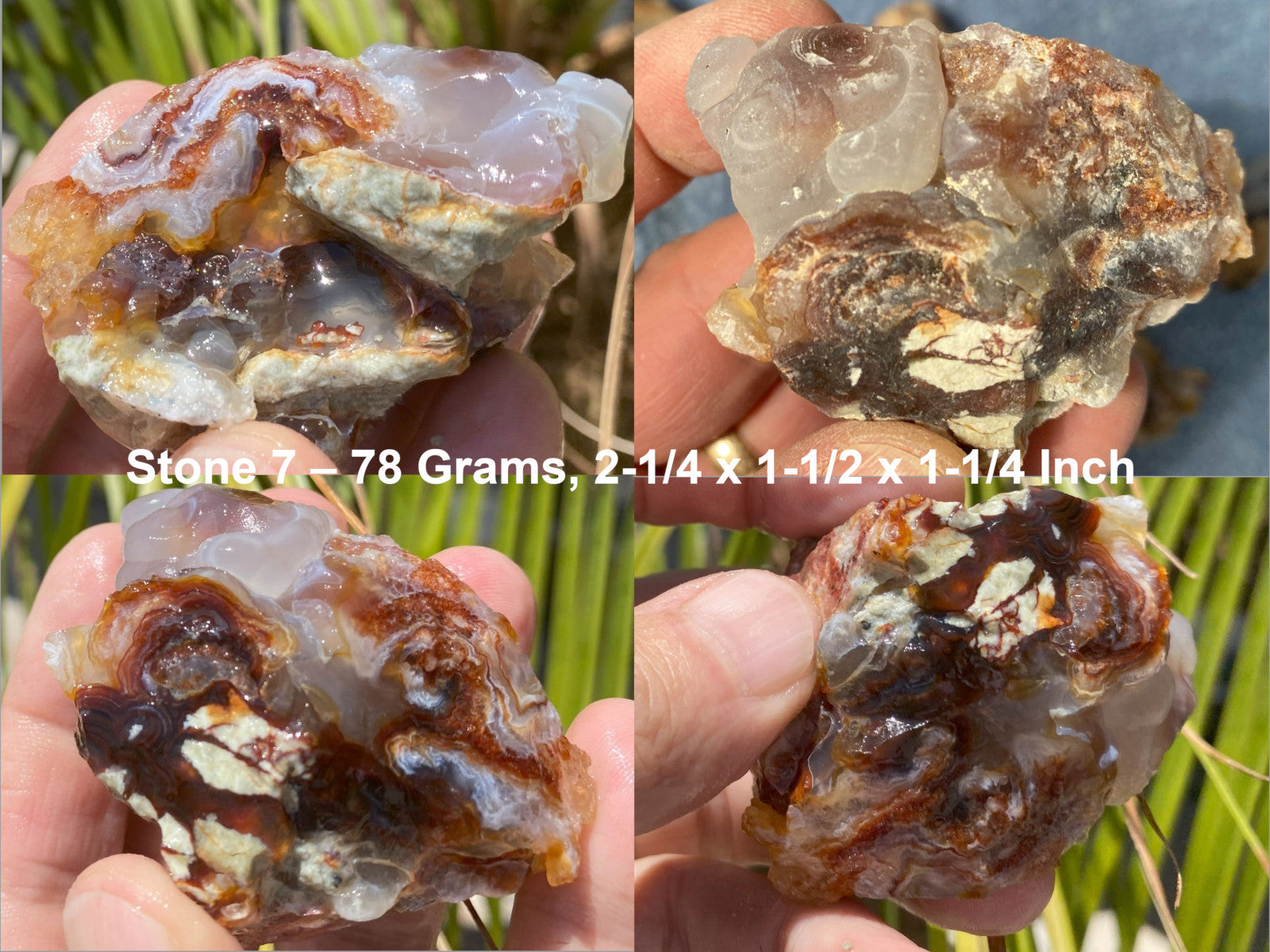 Close-up of Slaughter Mountain fire agate rough held in hands with measurements overlaid.